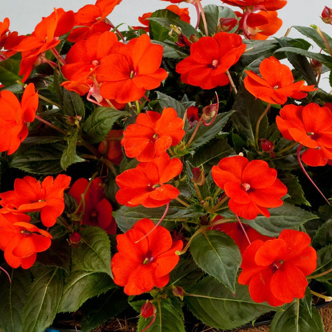 Impatiens SunPatiens® Compact Electric Orange