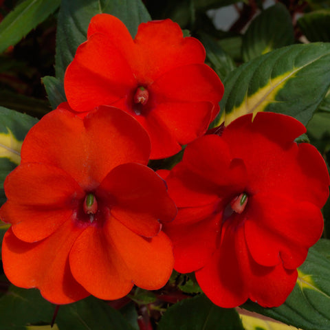 SunPatiens® Vigorous Tropical Orange Impatiens (Bicolor Leaves)