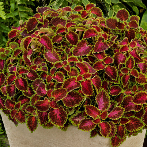 Coleus Partytime Pink Berry (Pink with green edge)