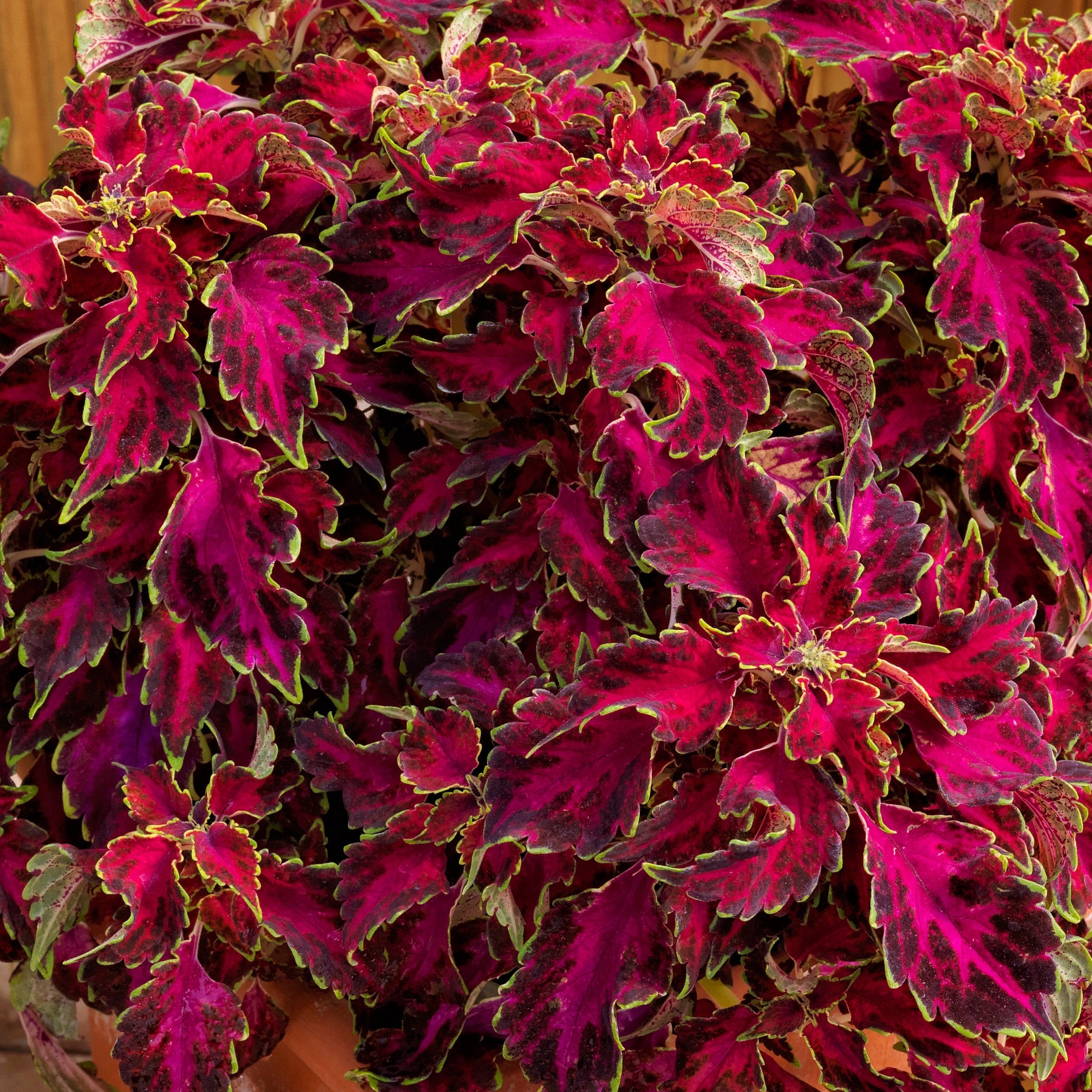 Ruby Ruffles Coleus Coleus Partytime Ruby Punch (Pink with yellow edges) – Serres Lavoie