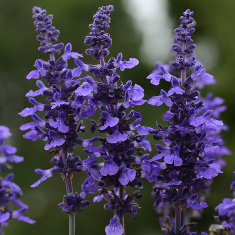 Salvia 'Mysty' (Blue)