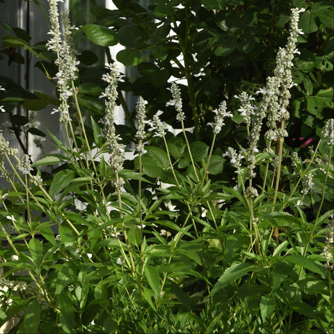 Salvia White Flame