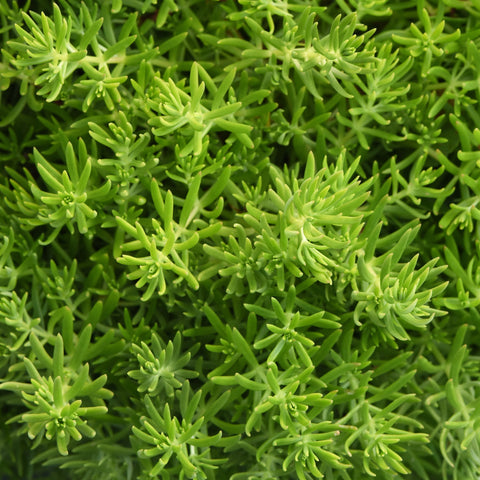 Sedum Gold Mound (Pale green)
