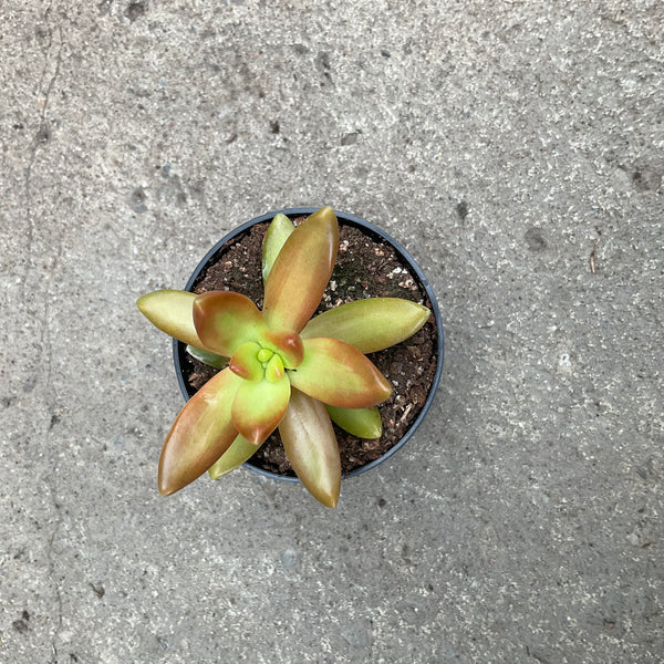 copper sedum succulent Sedum nussbaumerianum 'coppertone' – Serres Lavoie