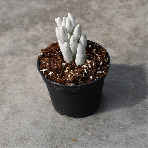 Senecio haworthii