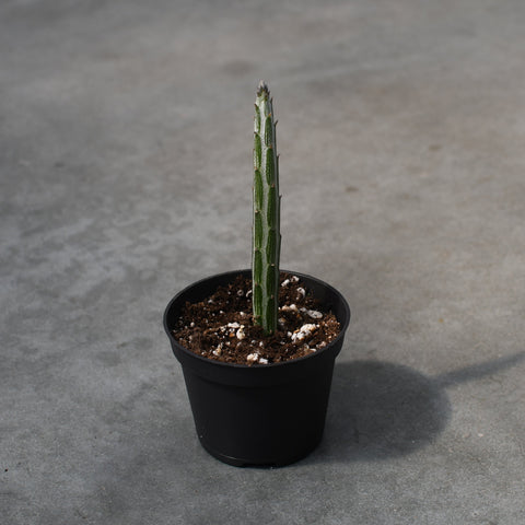 Senecio stapeliformis 