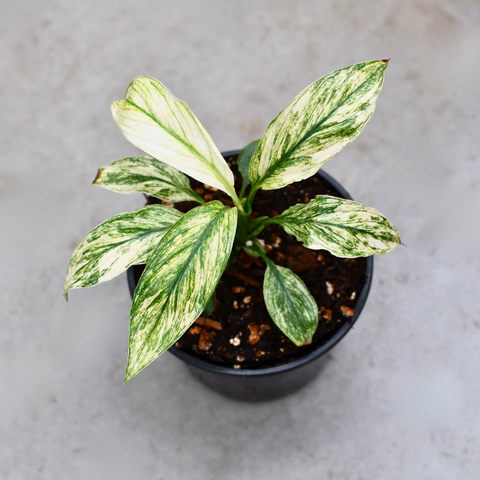Spathiphyllum sensation f. variegata