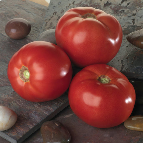 Tomate 'Super Fantastic' (Rouge régulière)