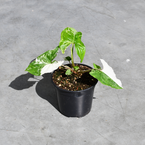 Syngonium podophyllum ''Albo'' 