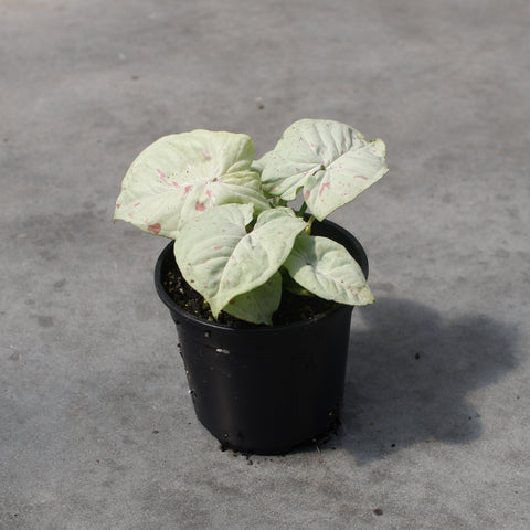 Syngonium podophyllum 'Milk Confetti'