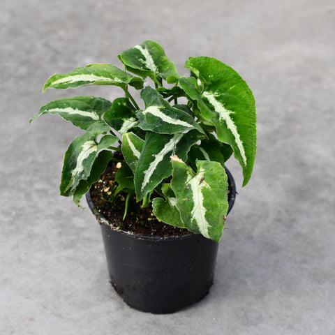Syngonium wendlandii