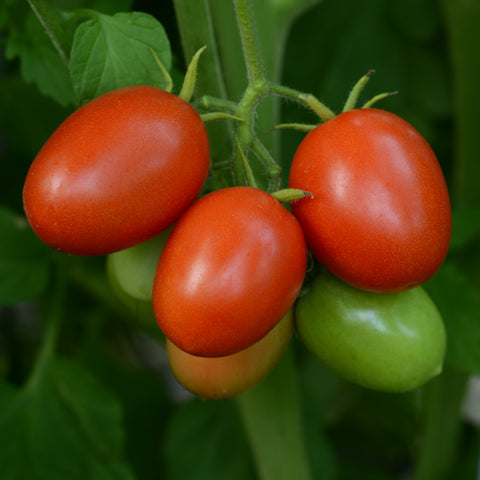 Tomate 'Little Napoli' (Italienne patio)
