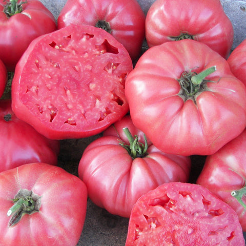Tomate ancestrale 'Brandywine Rose'