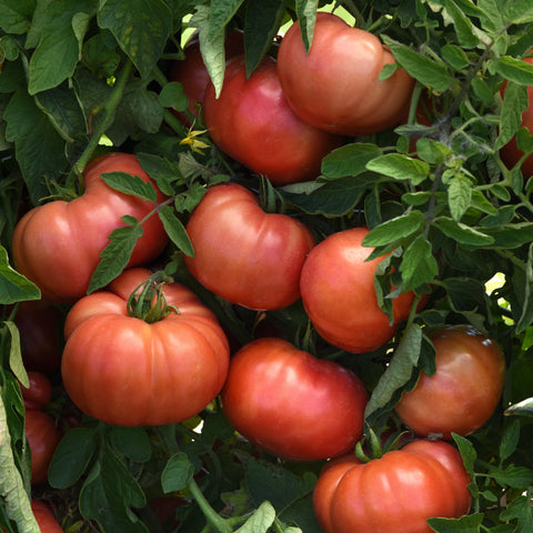 Tomate 'Pink delicious' (Cœur de bœuf rose)