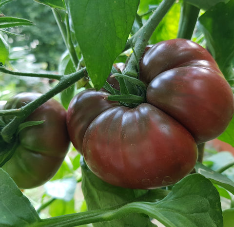 Tomate ancestrale 'Black Krim' (Noire de Crimée)