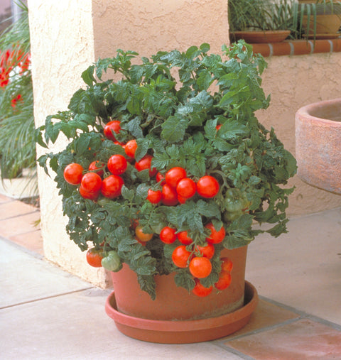 Tomate 'Patio' (Rouge régulière)
