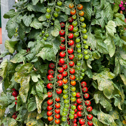 Tomate 'Rapunzel' (Cerise rouge)