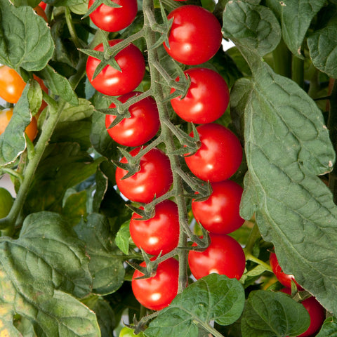 Tomate 'Sugargloss' (Cerise rouge)