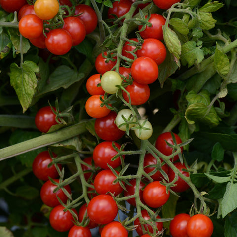 Tomate 'Candyland' (Groseille rouge)