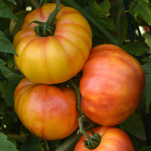 Tomate 'Buffalosun' (Jaune marbrée)
