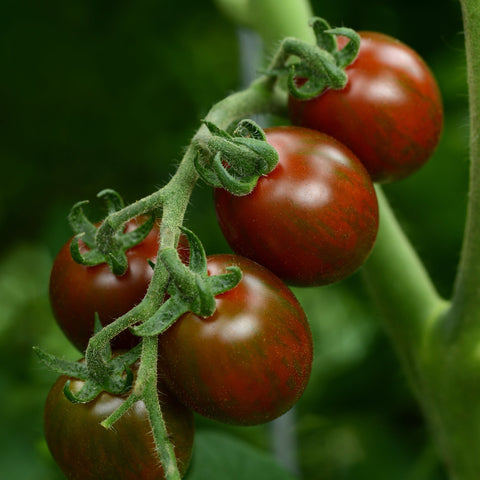 Tomate 'Chocolate Sprinkles' (Cerise marbrée)