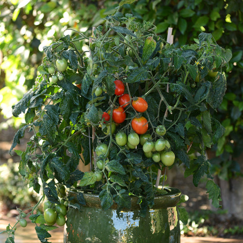 Tomate 'Little Napoli' (Italienne patio)