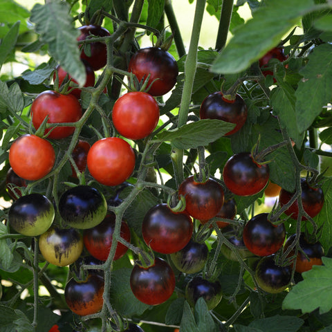 Tomate 'Midnight Snack' (Cerise noire)