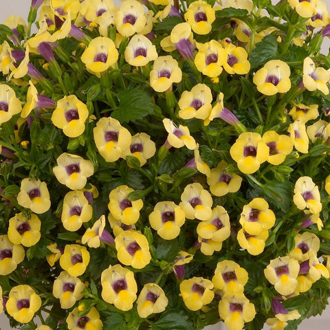 Torenia Moon Yellow (Mauve heart yellow)
