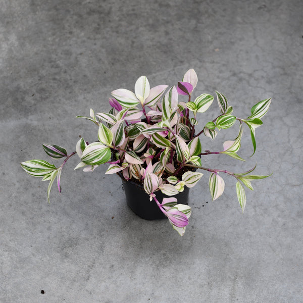 Tradescantia fluminensis 'Tricolor'