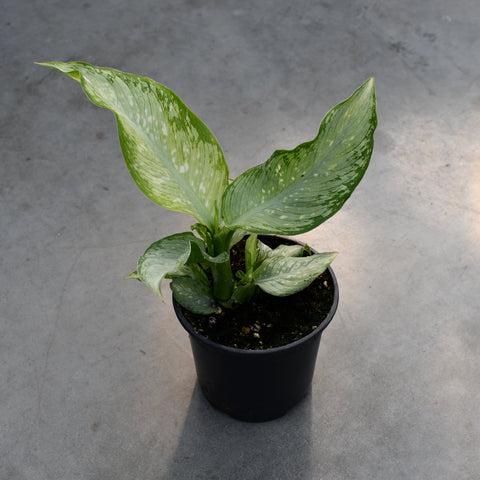 Dieffenbachia 'Udom Sap'
