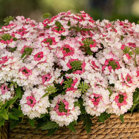 Verbena Vanessa Compact Marshmallow Bicolor (Pink and White)
