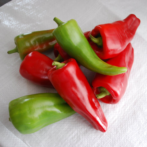 Poivron Corne de Taureau Peppigrande Red (Rouge allongé)