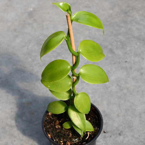 Vanilla planifolia (Orchidée vanille)