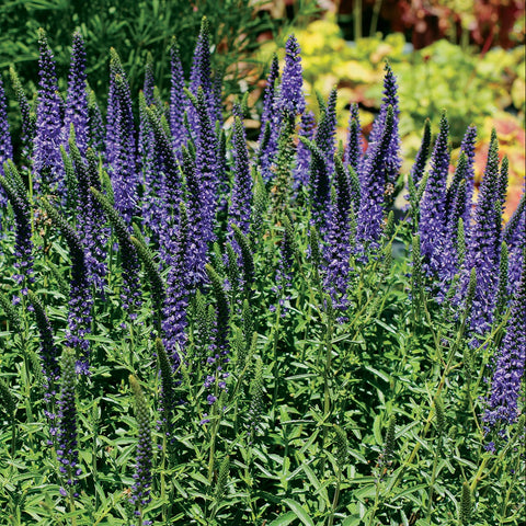 Veronica Royal Candles (Bleu)