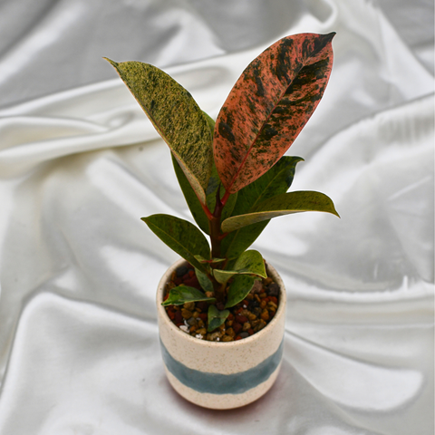 Ficus elastica Shivereana ‘Moonshine’ en pot décoratif