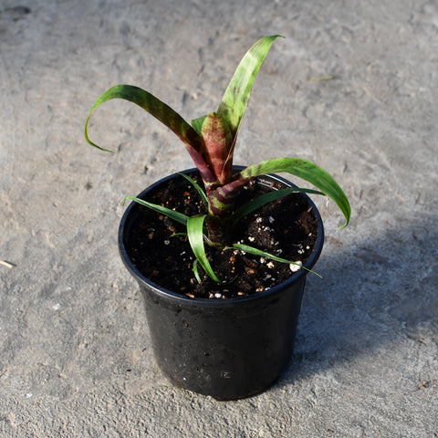 Vriesia splendens