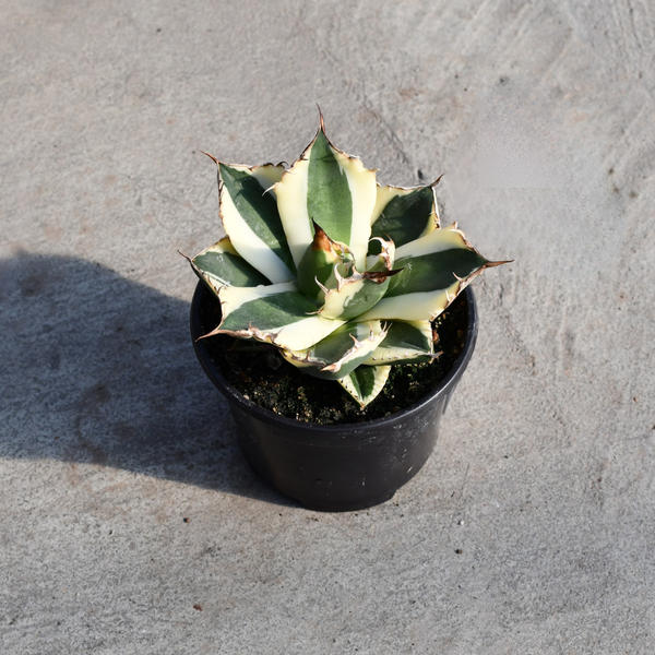 Agave titanota 'Snaggle Tooth' – Serres Lavoie