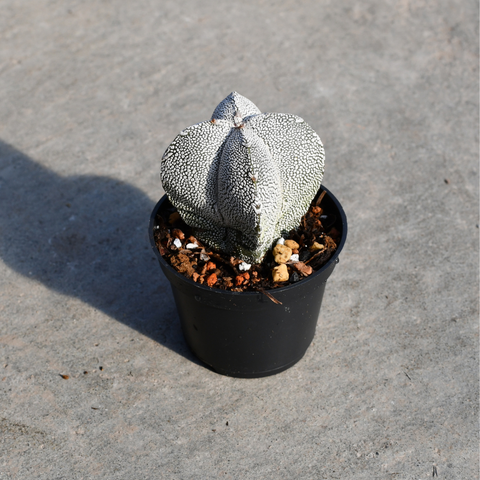 Astrophytum myriostigma 'Onzuka'