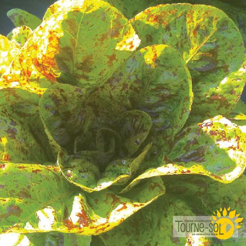 Flashy Trout Black Romaine Lettuce Seeds *Organic*