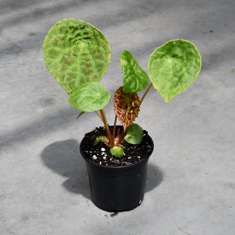 Begonia phuthoensis