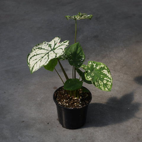 Caladium 'White Christmas'