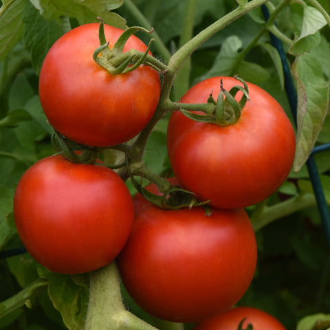 Tomate 'Celebrity' (Cocktail rouge)