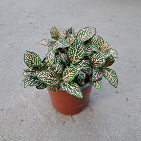 Fittonia verschaffeltii 'Mistral'