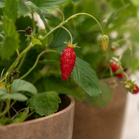 Red Alpine Strawberry Seeds *Organic* – Serres Lavoie