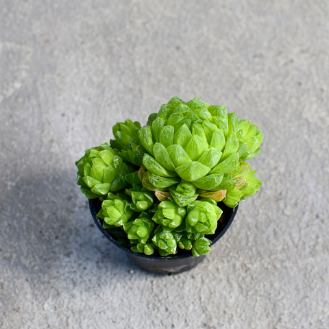 Haworthia cymbiformis var. Obtusa 