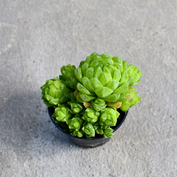 haworthia cymbiformis succulent Haworthia cymbiformis var. Obtusa – Serres Lavoie