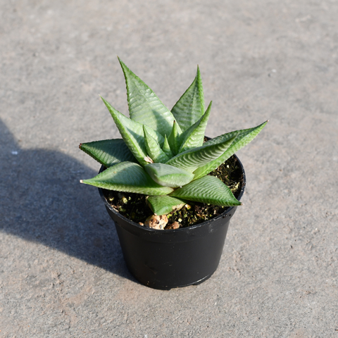 Haworthia limifolia roux