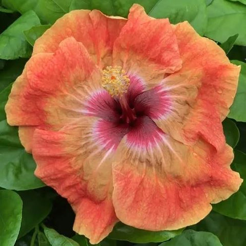 Hibiscus rosa-sinensis 'Tahitian Orange Rainbow'