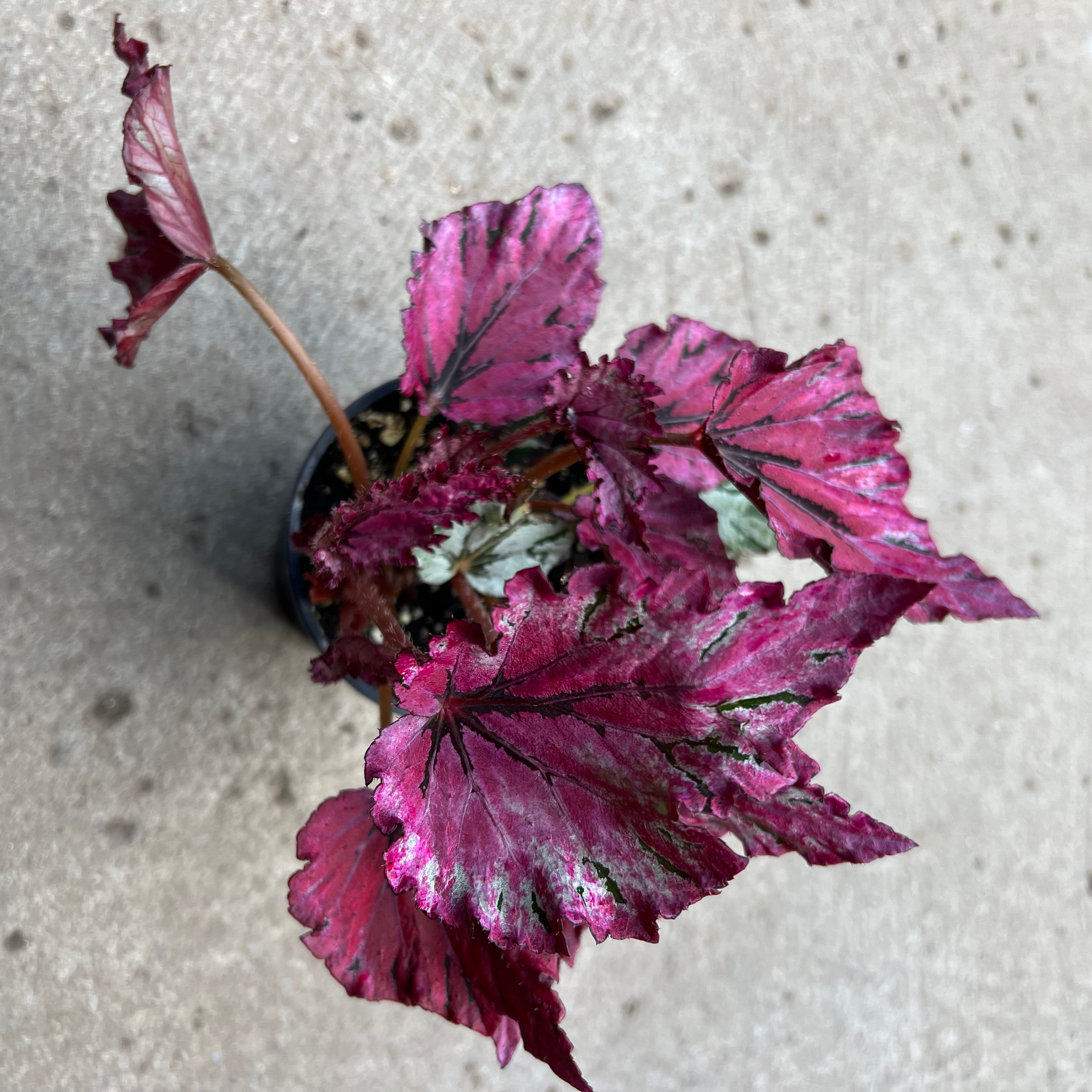 Begonia rex jurassic jr. 'Rose splash