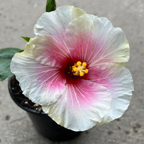 Hibiscus rosa sinensis 'Hollywood America's Sweetheart'
